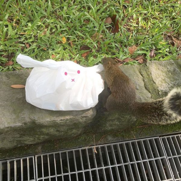 Ecureuil avec sac poubelle lapin
